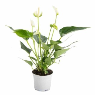 Anthurium andreanum blanc white champion (Anthure Flamant rose, Langue de feu)