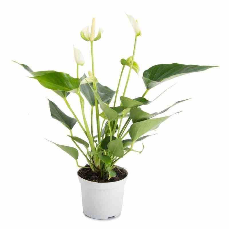 Anthurium andreanum blanc white champion (Anthure Flamant rose, Langue de feu)