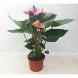 Anthurium andreanum rose Cavalli (Anthure Flamant rose, Langue de feu)