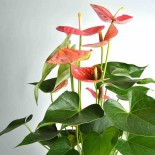 Anthurium andreanum rose Colorado (Anthure Flamant rose, Langue de feu)