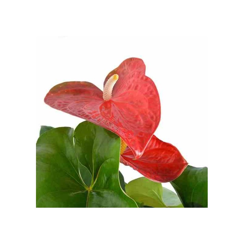 Anthurium andreanum rouge Dakota (Rose Anthure Flamant, Langue de feu)