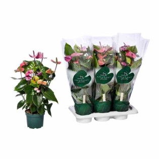 Violette d'Anthurium andreanum (rose Anthure Flamant, Langue de feu)