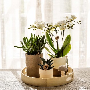 Kolibri Home | Rustic Decorative Pot White | Ø6Cm