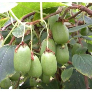 Actinidia arguta Issai (kiwaï, kiwi de Sibérie, kiwi nain)