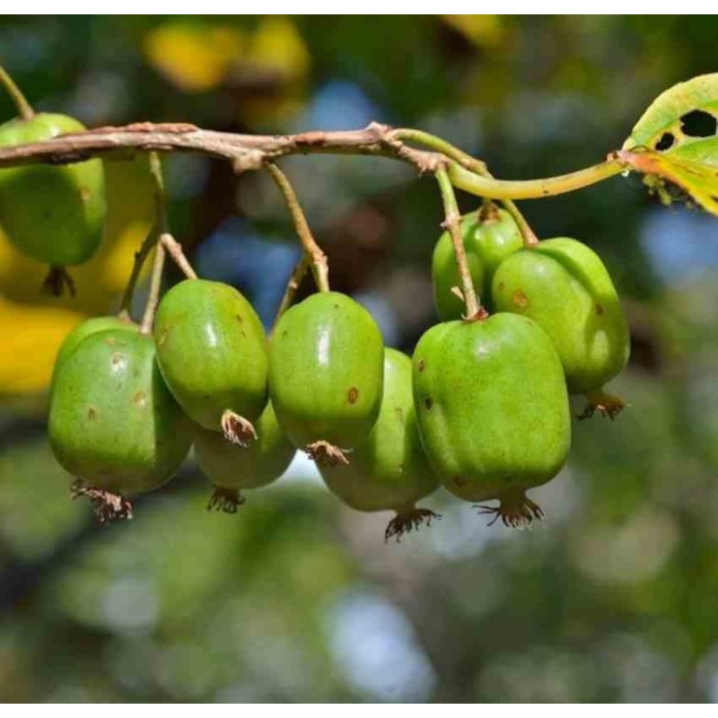 Actinidia kolomikta (kiwi panaché, Kiwi arctique)