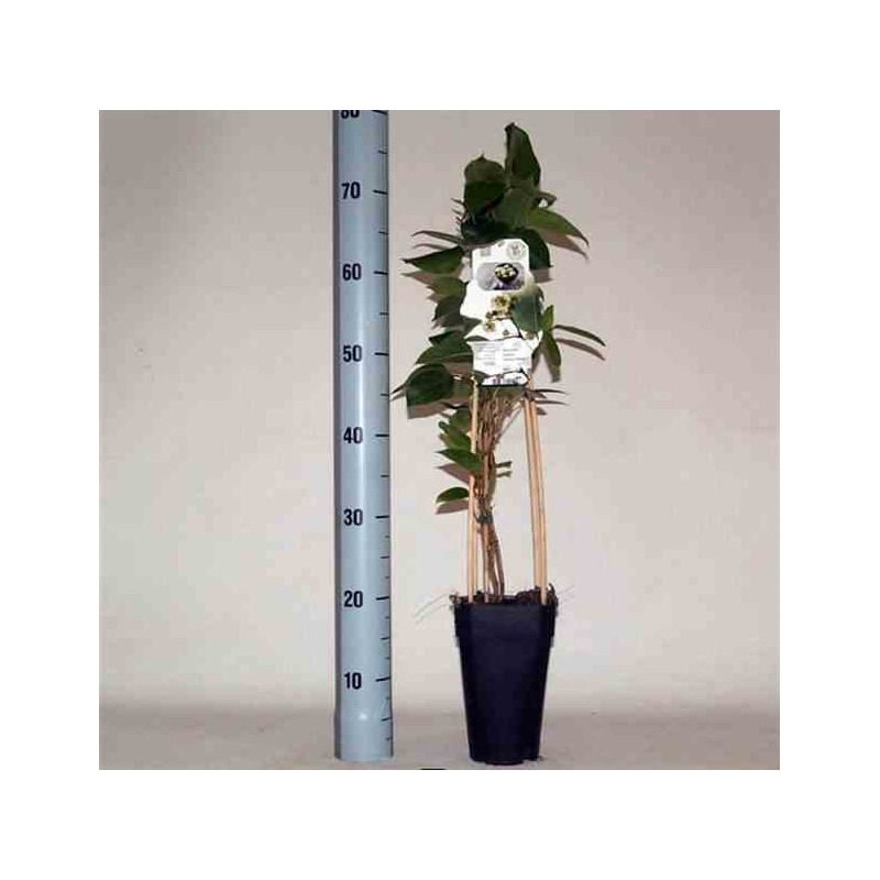 Actinidia arguta Papa Weiki ( kiwai, nergi, kiwi de Sibérie, kiwi nain)