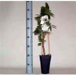 Actinidia arguta Papa Weiki ( kiwai, nergi, kiwi de Sibérie, kiwi nain)