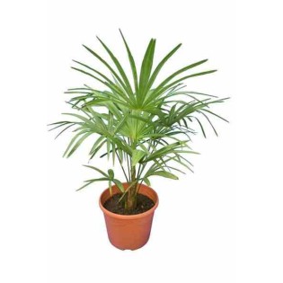 Trachycarpus princeps hybride