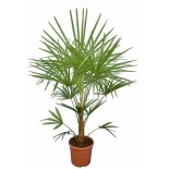 Trachycarpus Naini Tal