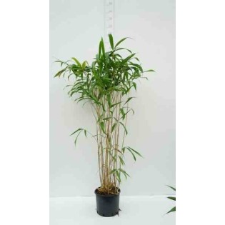 Pseudosasa japonica Tsutsumiana