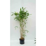 Pseudosasa japonica Tsutsumiana