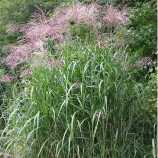 Miscanthus giganteus (Roseau de Chine, Eulalie)