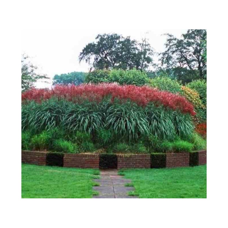 Miscanthus sinensis Ferner Osten (Roseau de Chine, Eulalie)