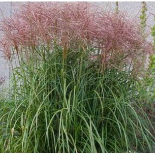 Miscanthus sinensis Ferner Osten (Roseau de Chine, Eulalie)