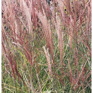Miscanthus sinensis Kleine Silberspinne(Roseau de Chine, Eulalie)