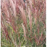 Miscanthus sinensis Kleine Silberspinne(Roseau de Chine, Eulalie)