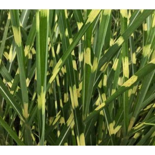Miscanthus sinensis strictus (Roseau de Chine, Eulalie)