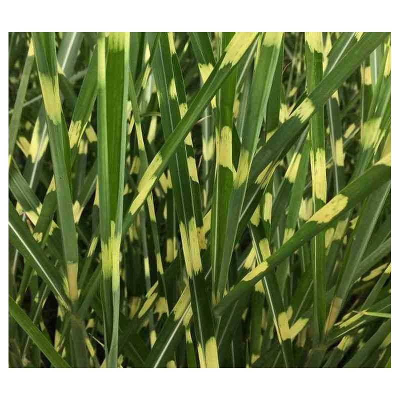 Miscanthus sinensis strictus (Roseau de Chine, Eulalie)
