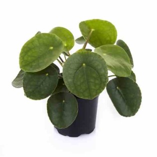 Pilea Peperomioides (Plante à monnaie chinoise)
