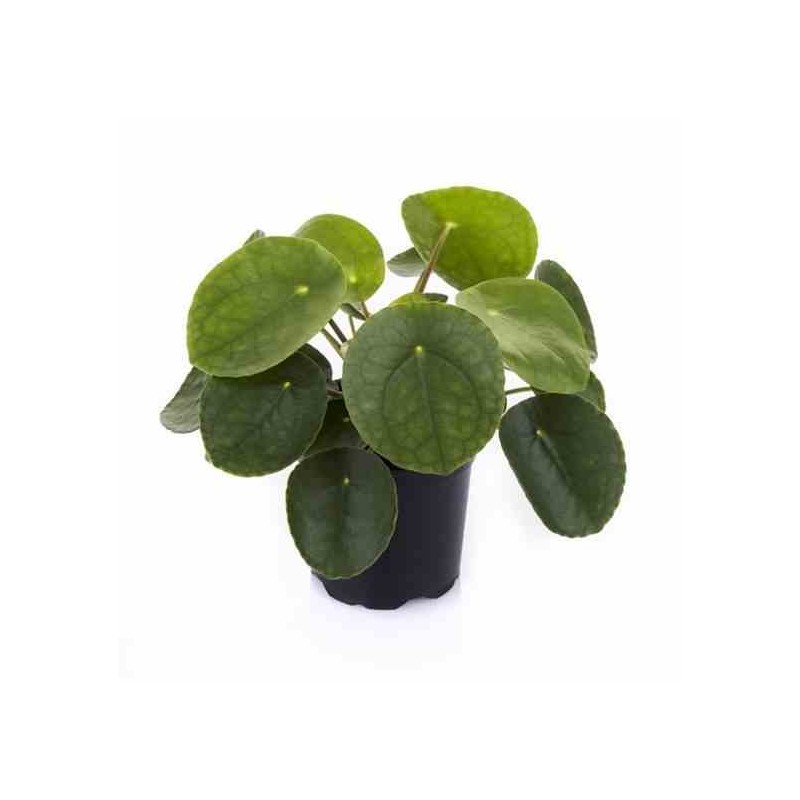 Pilea Peperomioides (Plante à monnaie chinoise)