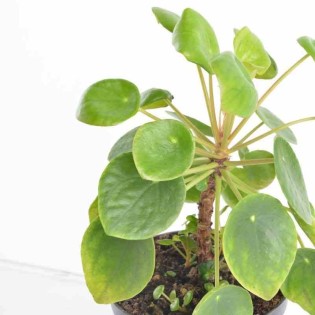 Pilea Peperomioides (Plante à monnaie chinoise)