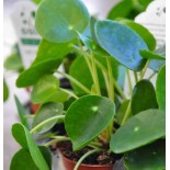 Pilea Peperomioides (Plante à monnaie chinoise)