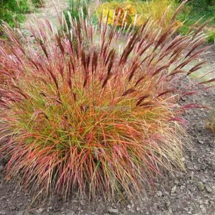 Miscanthus sinensis red chief (Roseau de chine, Eulalie)