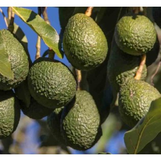 collection de beaux avocats