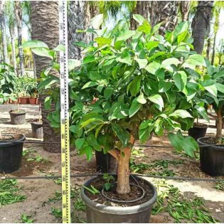 collection d'agrumes Spécimen