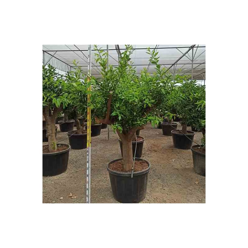 collection d'agrumes Spécimen