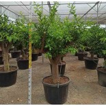 collection d'agrumes Spécimen