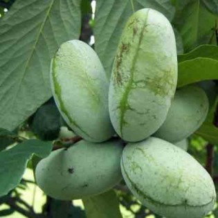 collection de 10 fruitiers exotiques rustiques pour votre jardin