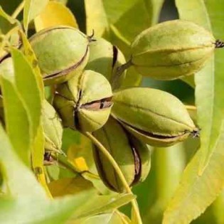 collection de 10 fruitiers exotiques rustiques pour votre jardin