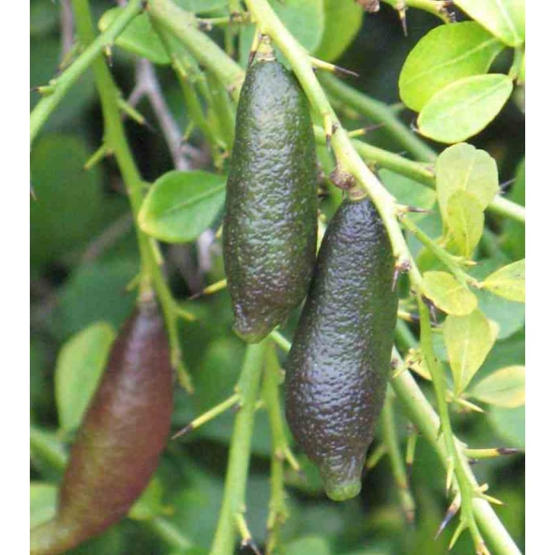 Création de votre jardin exotique : 10 plantes emblématiques