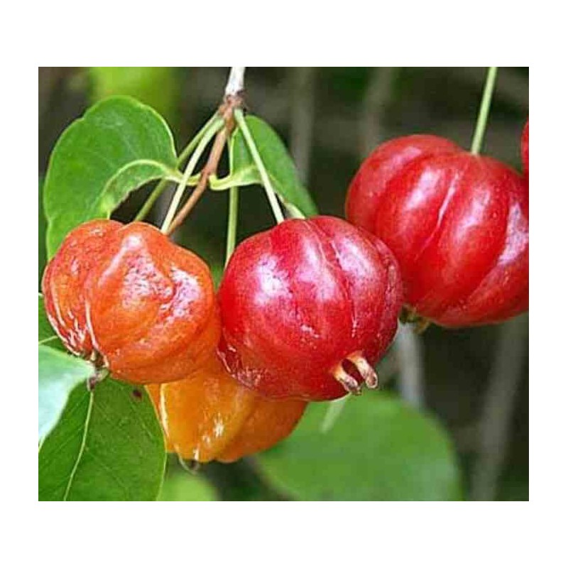 Création de votre jardin exotique : 10 plantes emblématiques