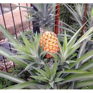 Création de votre jardin exotique : 10 plantes emblématiques