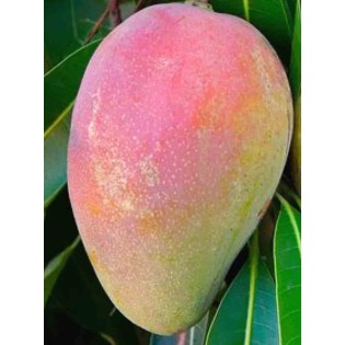 Création de votre jardin exotique : 4 plantes emblématiques