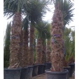 Kit 3 trachycarpus fortunei pour création de bosquet