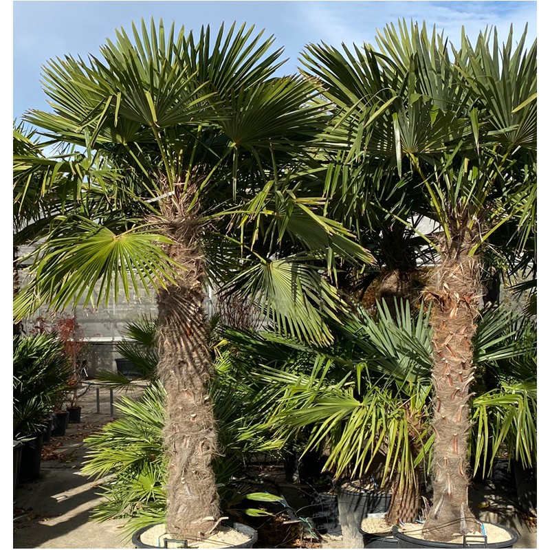 Kit 3 trachycarpus fortunei pour création de bosquet