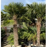 Kit 3 trachycarpus fortunei pour création de bosquet