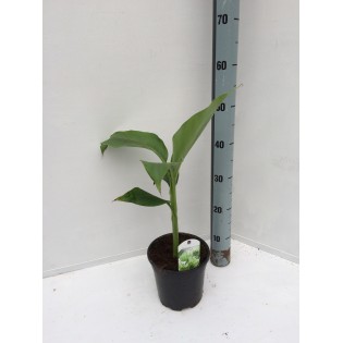 Collection de 3 bananiers rustiques