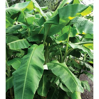 Collection de 3 bananiers rustiques