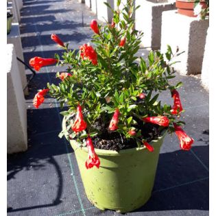 Punica granatum nana (Grenadier nain à fruits)