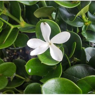 Carissa macrocarpa (prunier du Natal)