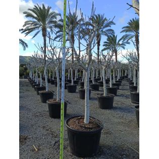 Ficus carica (figuier)