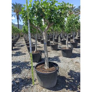 Ficus carica (figuier)