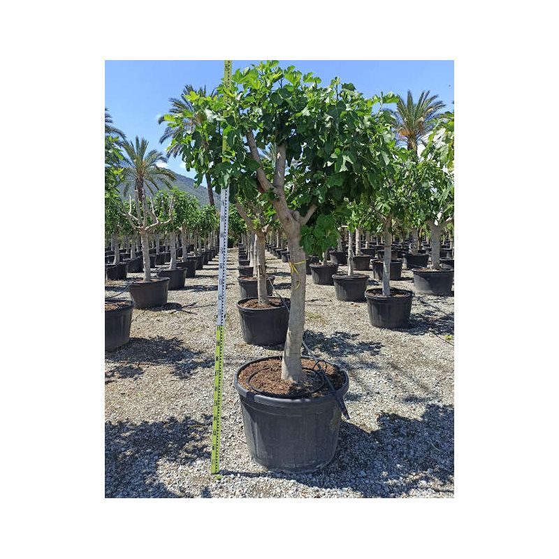 Ficus carica (figuier)