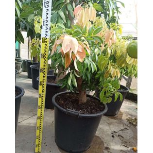 Litchi sinensis var Kwai May Pink