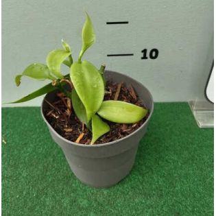 Vanilla planifolia (véritable vanille)