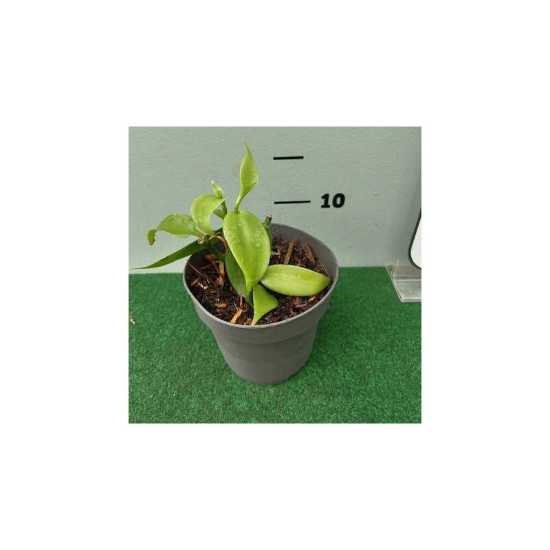 Vanilla planifolia 
